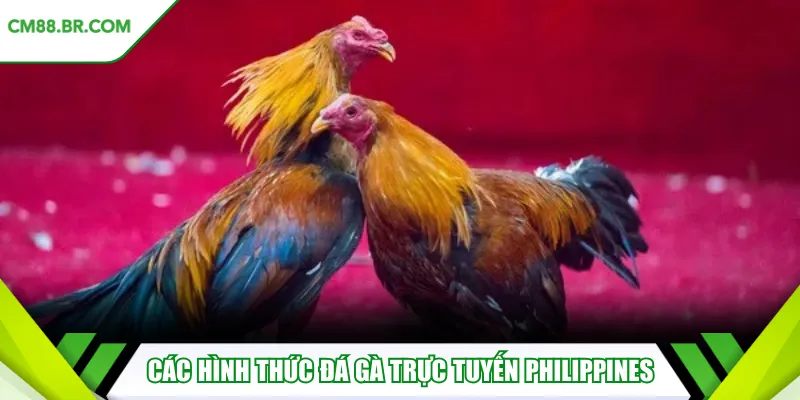 Các hình thức đá gà trực tuyến Philippines