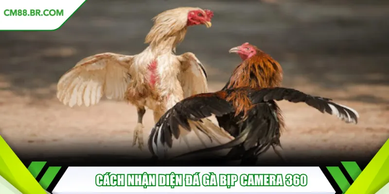 Cách nhận diện đá gà bịp camera 360