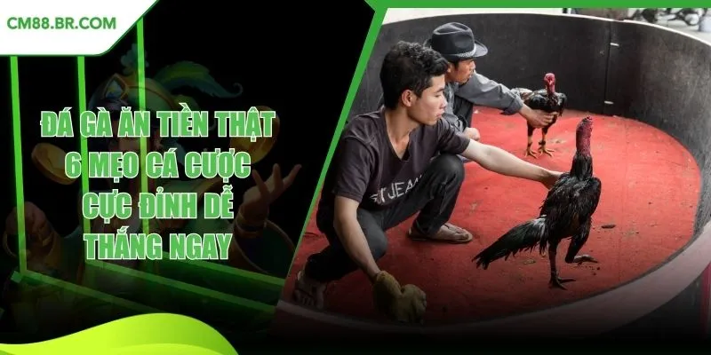 Đá gà ăn tiền thật
