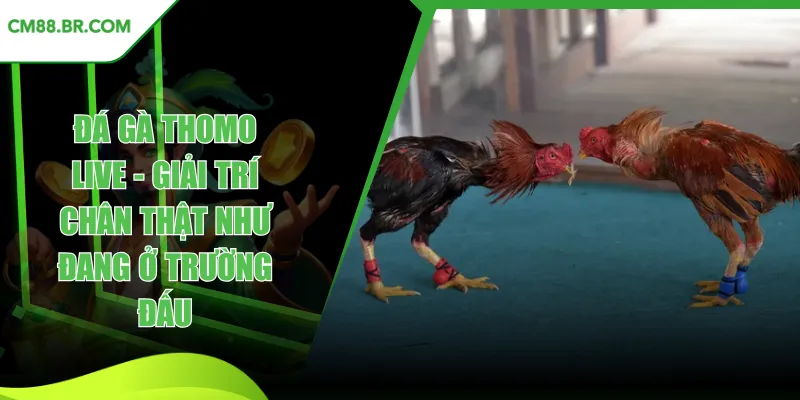 đá gà Thomo live