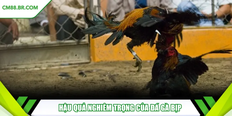Hậu quả nghiêm trọng của đá gà bịp
