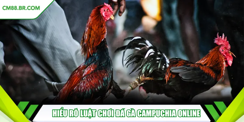 Hiểu rõ luật chơi đá gà Campuchia online 