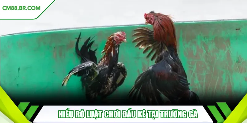 Hiểu rõ luật chơi đấu kê tại trường gà