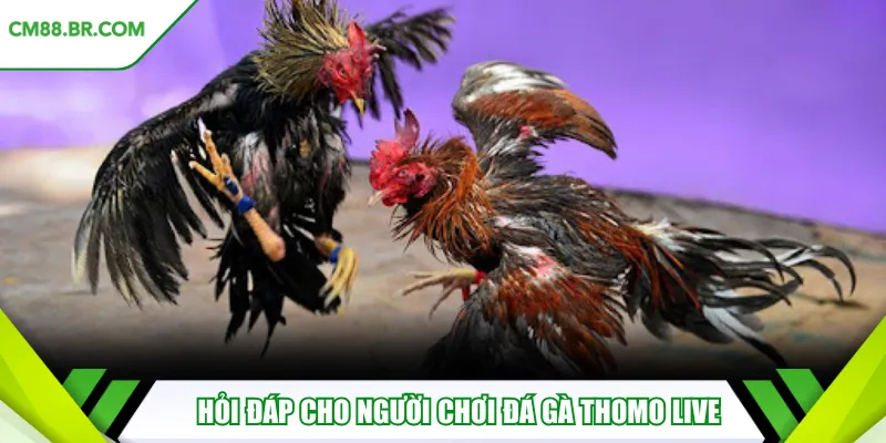 Hỏi đáp nhanh cho người chơi đá gà Thomo live