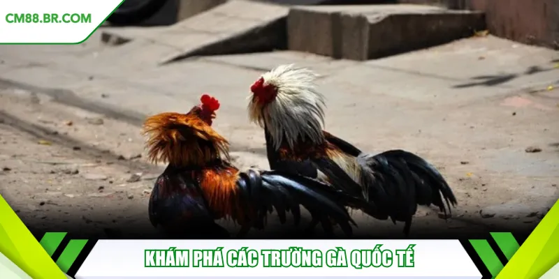 Khám phá các trường gà quốc tế