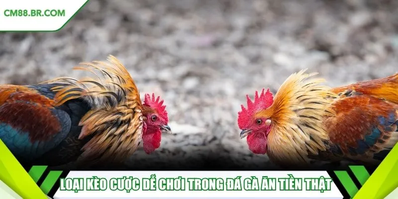 Loại kèo cược dễ chơi trong đá gà ăn tiền thật