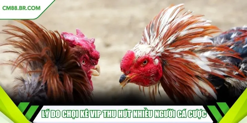 Lý do chọi kê VIP thu hút nhiều người cá cược