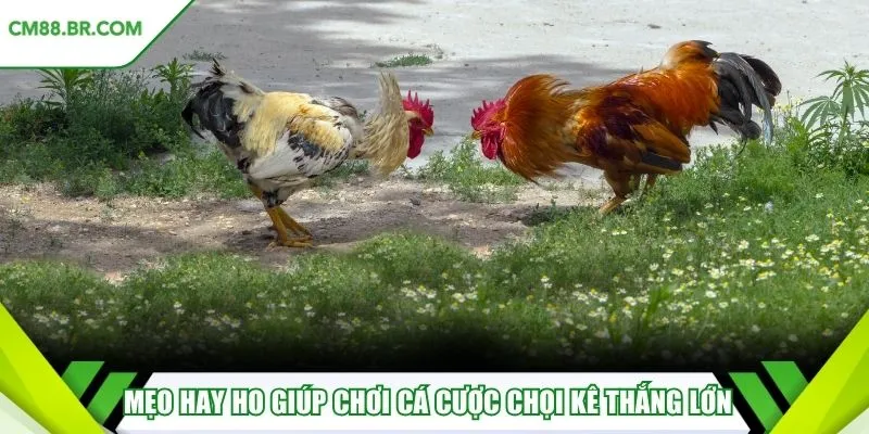 Mẹo hay ho giúp chơi cá cược chọi kê thắng lớn