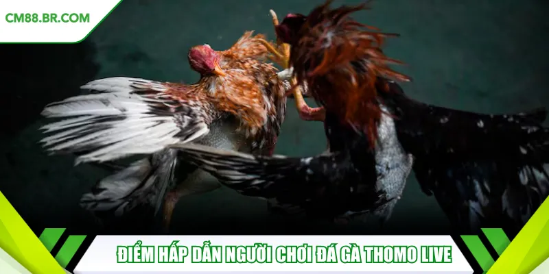 Những điểm hấp dẫn người chơi đá gà Thomo live