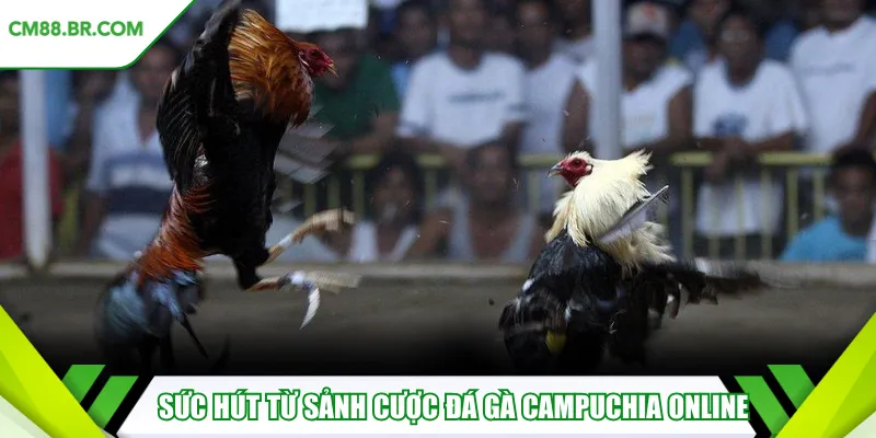 Sức hút từ sảnh cược đá gà Campuchia online 