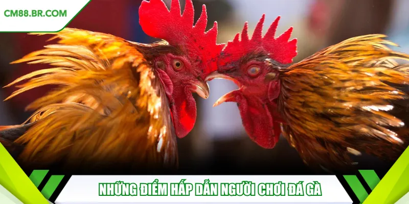 Tìm hiểu sân chơi đá gà Thomo