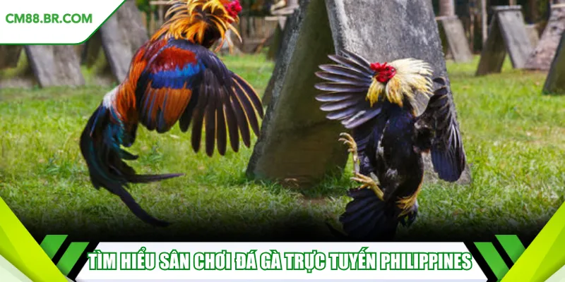Tìm hiểu sân chơi đá gà trực tuyến Philippines 