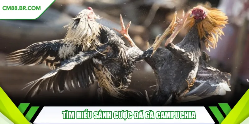 Tìm hiểu sảnh cược đá gà Campuchia