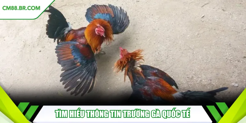 Tìm hiểu thông tin trường gà quốc tế