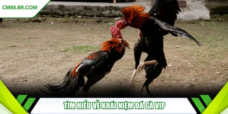 Tìm hiểu về khái niệm đá gà VIP