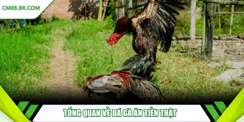 Tổng quan về đá gà ăn tiền thật