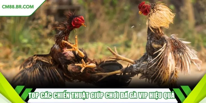 Top các chiến thuật giúp chơi đá gà VIP hiệu quả